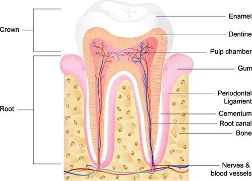 Anatomy of a tooth